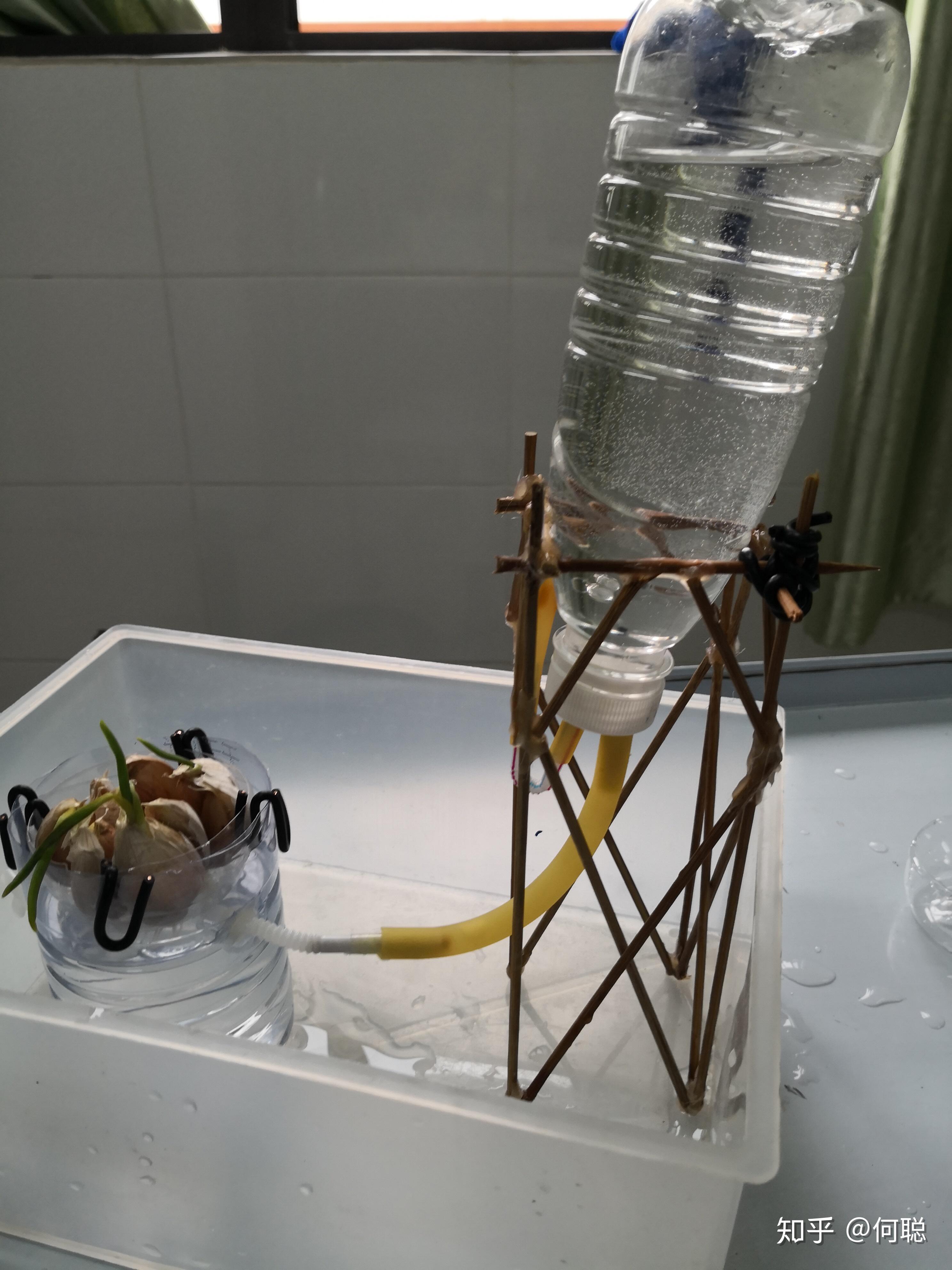 废材diy水培大蒜吊瓶换水装置