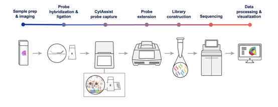 Visium HD震撼发布,引领单细胞分辨率时代的空间转录组革新! - 知乎
