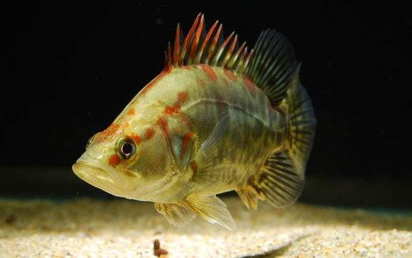 但如果只餵食人工飼料,並且有其他大型魚搶食的情況下,它也會吃人工