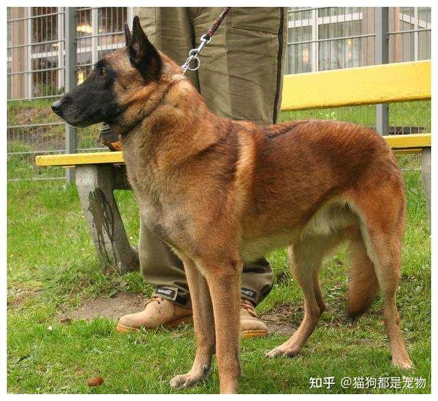 “马犬”为何能成为警犬界的新宠? - 知乎