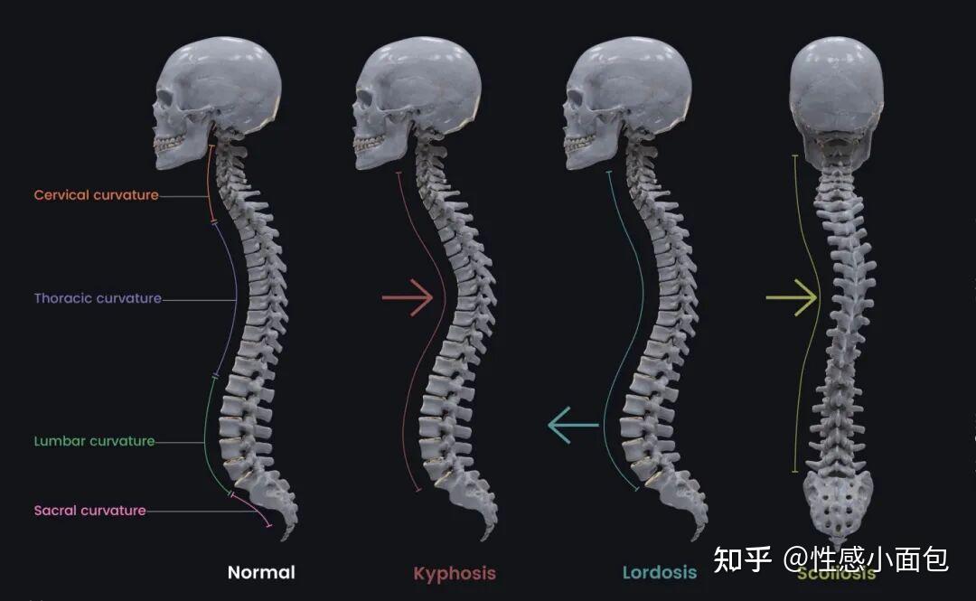 胸椎僵硬如何影响腰椎健康 - 知乎