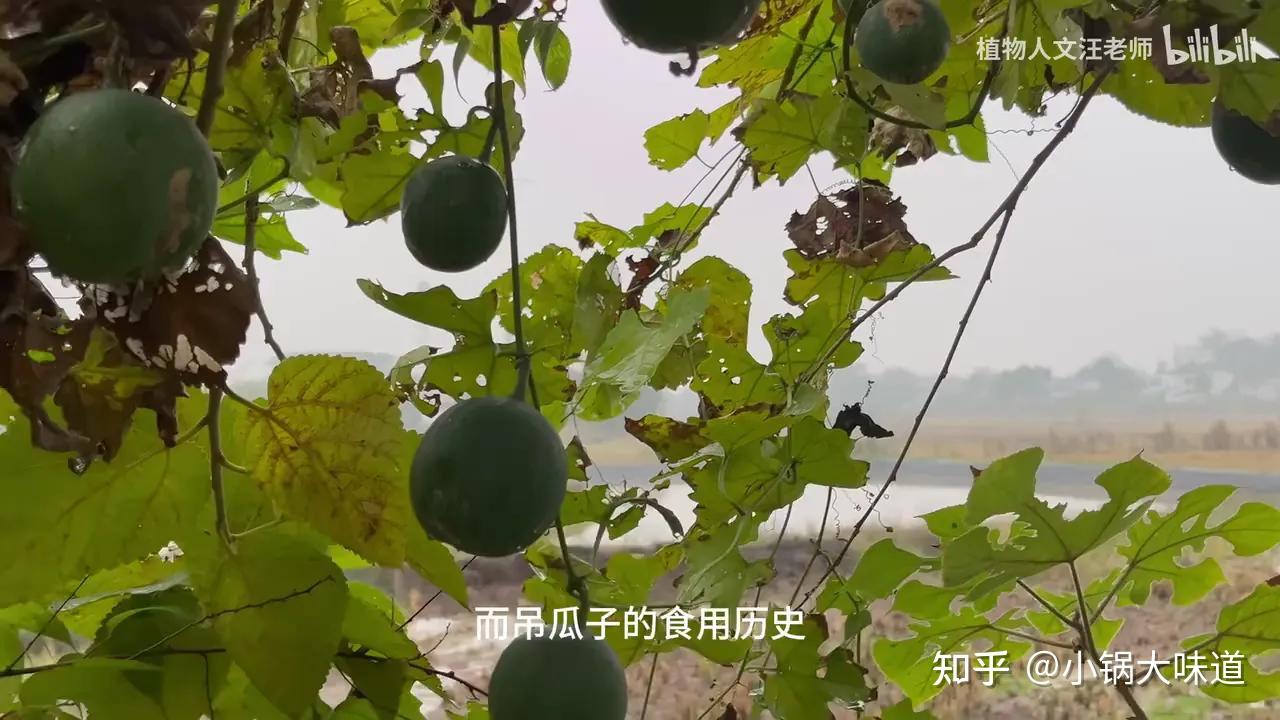 世界上最贵的瓜子,中国古老零食栝楼籽 - 知乎