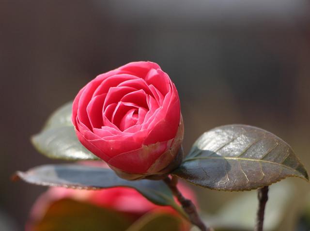 为什么茶花又叫"断头花"?能家养吗?