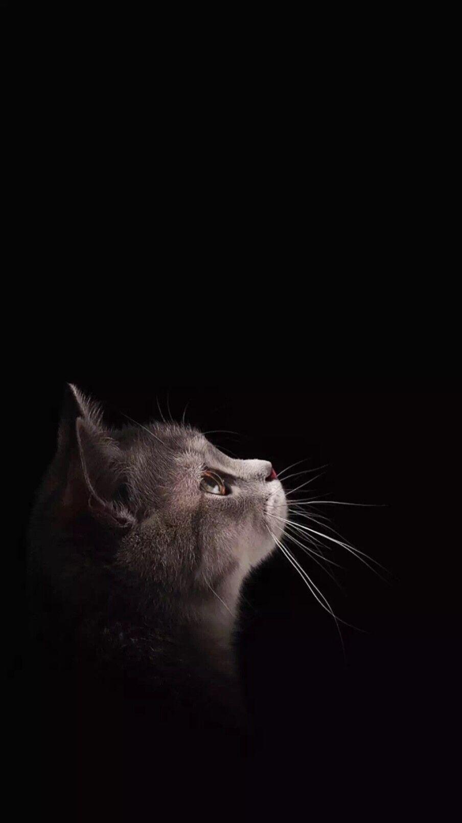 有哪些适合做手机壁纸的黑底色图片？ - 知乎