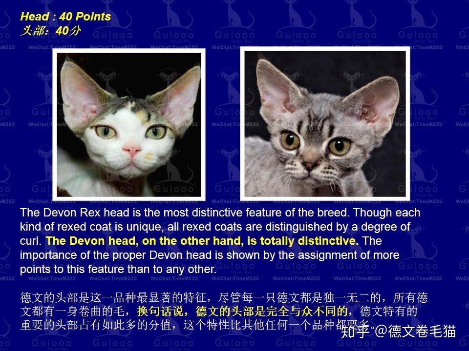 德文卷毛猫品种标准,教你如何选到心仪的德文卷毛猫 - 知乎