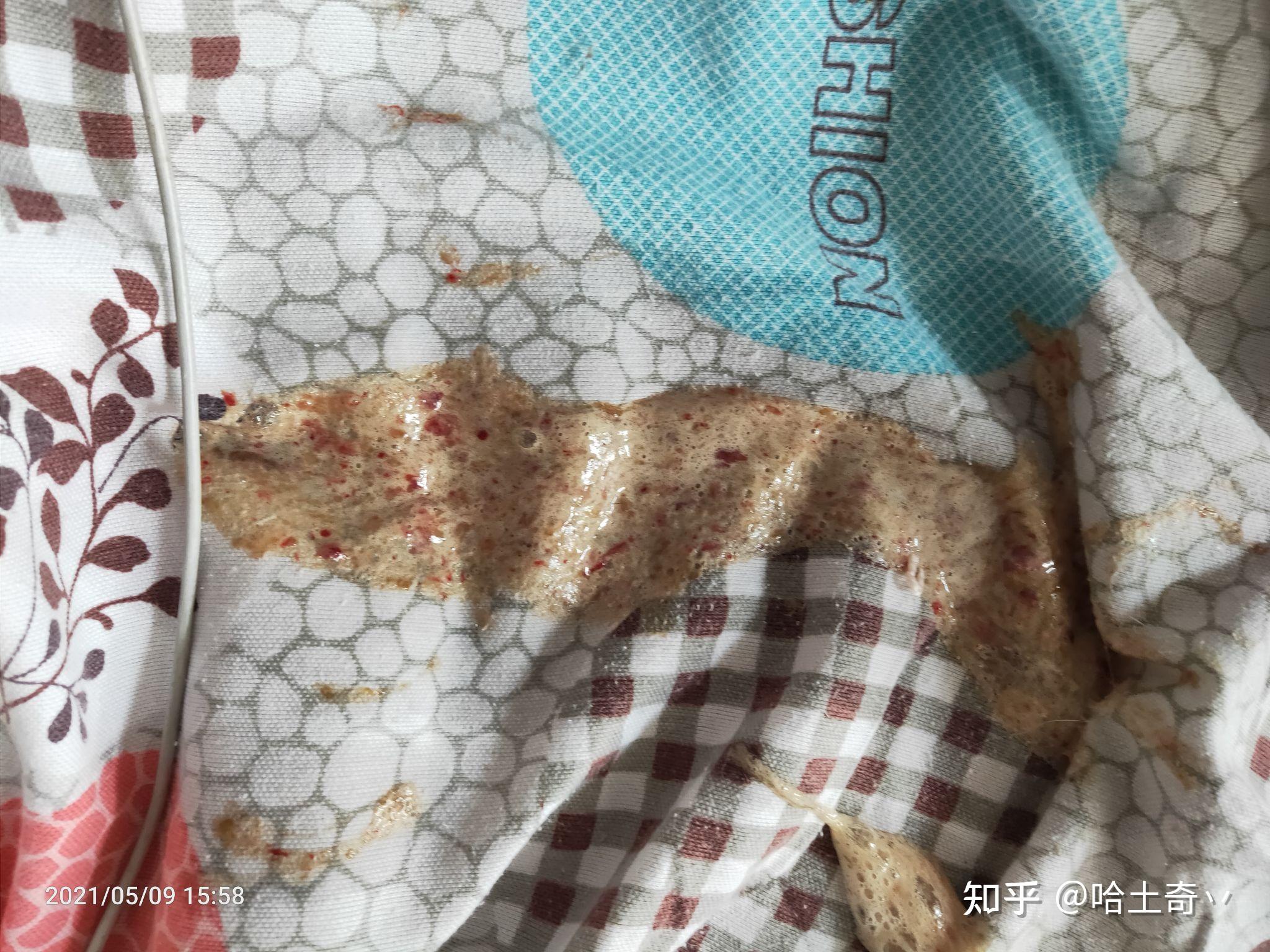 狗呕吐带黏膜和血