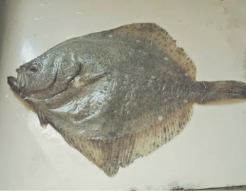 祝大家 鲆鲆鮟鮟 平平安安 年年有 鱼 余 作者 乐乐 左鲆右鲽 双偶网