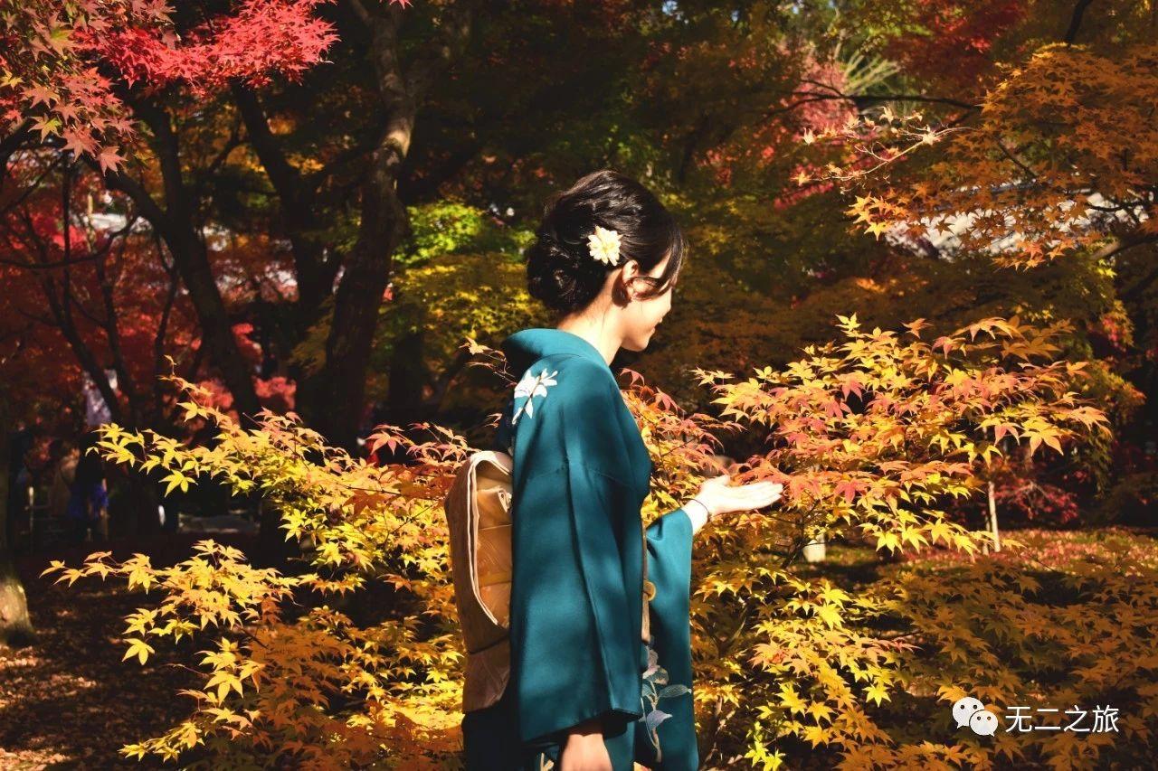 身穿和服,脚踩木屐,漫步于红叶林,款款的背影,露出优雅风韵