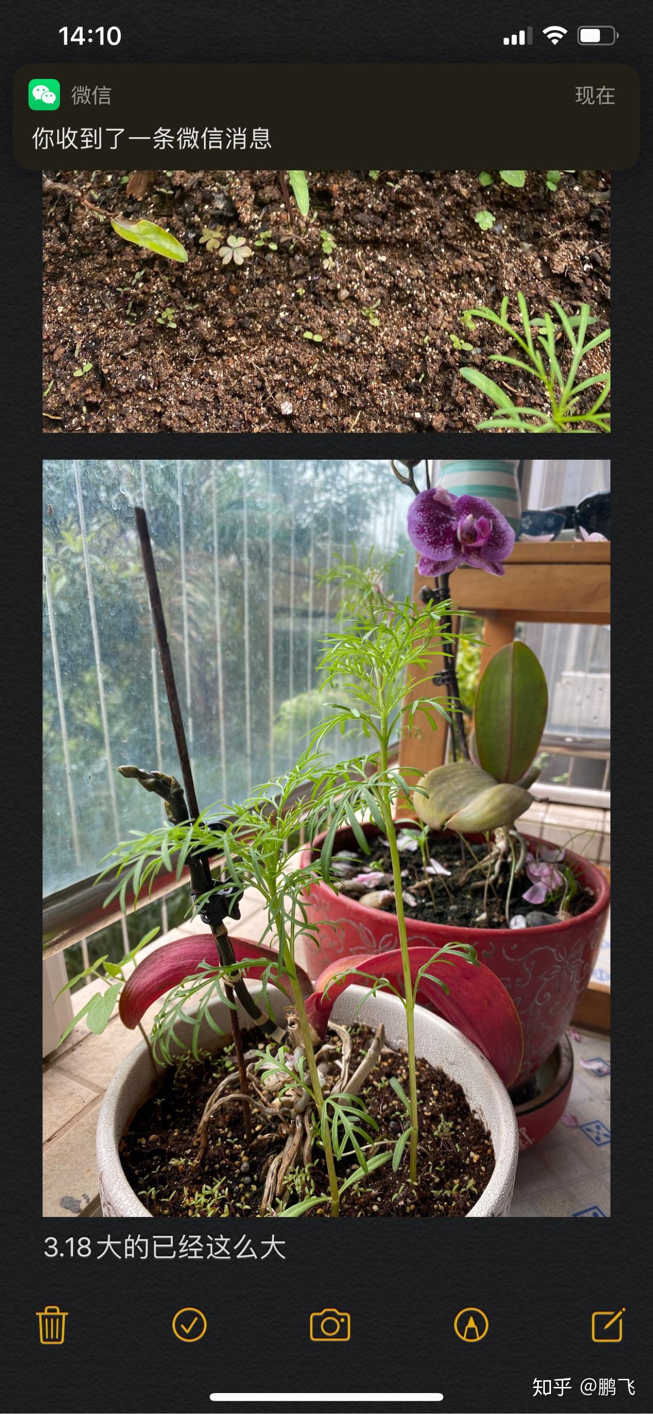 两个月前播种的格桑花开花花了