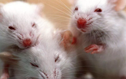 小鼠繁育问问问icr小鼠知多少