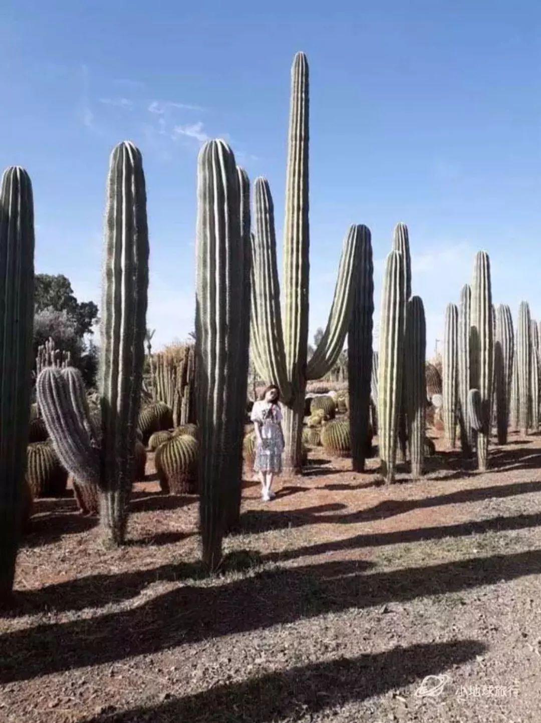 摩洛哥仙人掌森林摩洛哥值得去的地方摩洛哥小众旅行攻略