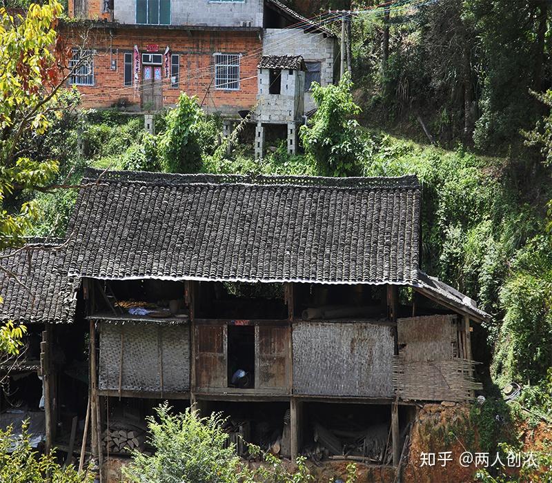 两人创浓开着摩托车走进遥远的农村山路寻找最古老的八角树木