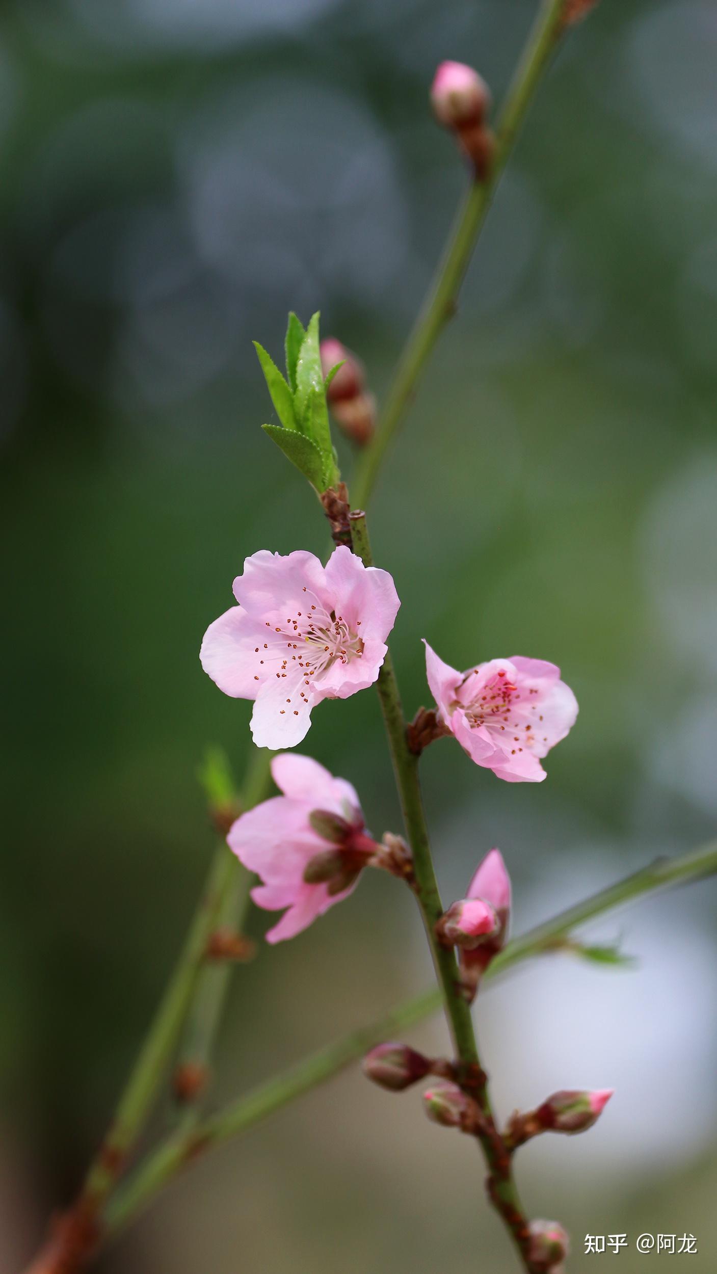 广州白云山的桃花又开了,春天也近了 - 知乎