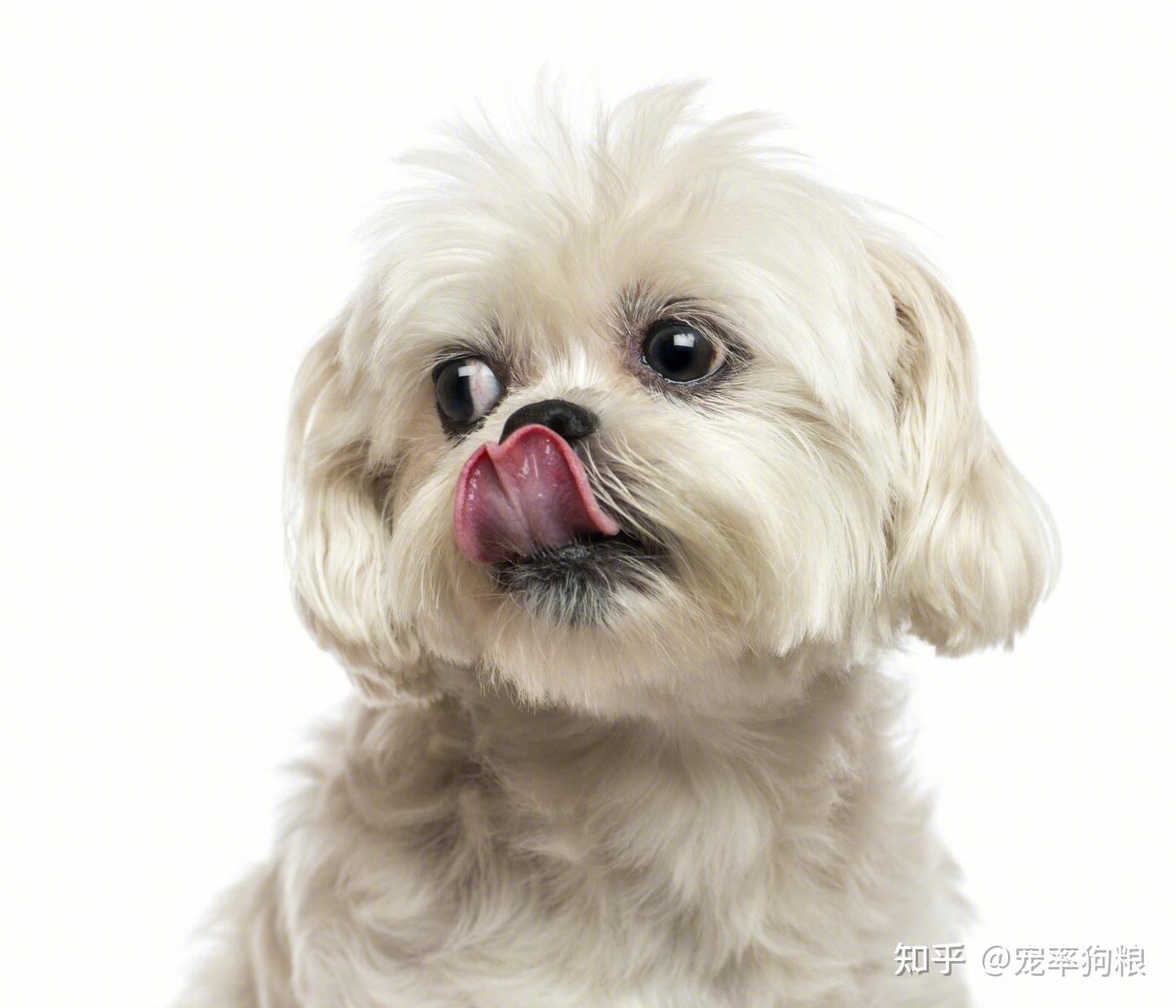 拉薩獅子犬是什麼狗?