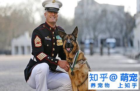 狗狗太瘦可以吃营养膏增肥吗 知乎