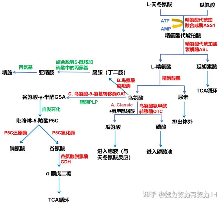 天冬氨酸的代谢过程 - 知乎