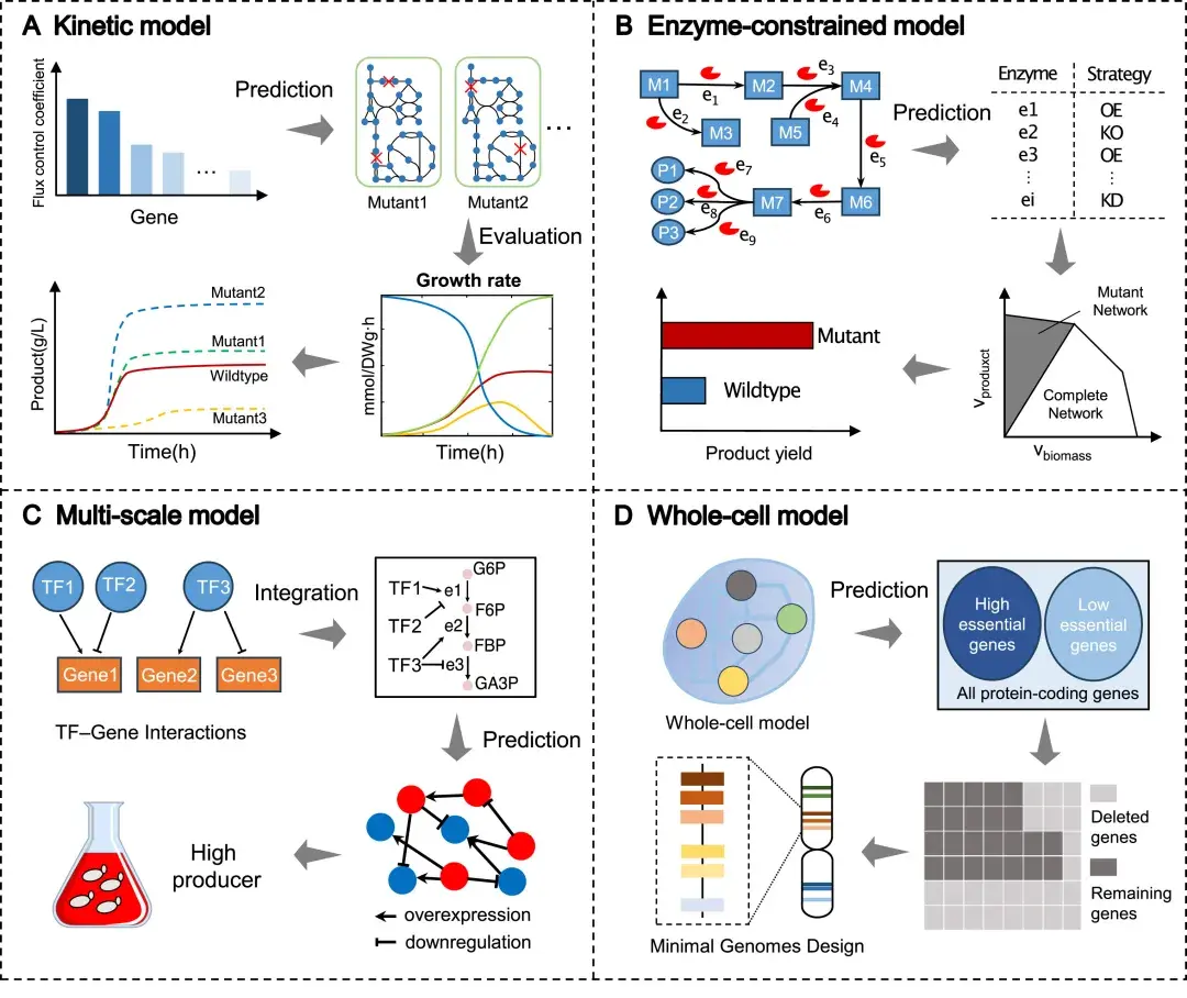 欣贝莱生物 | Metab. Eng.：AI驱动的高级代谢模型在细胞工厂设计中的应用 - 知乎