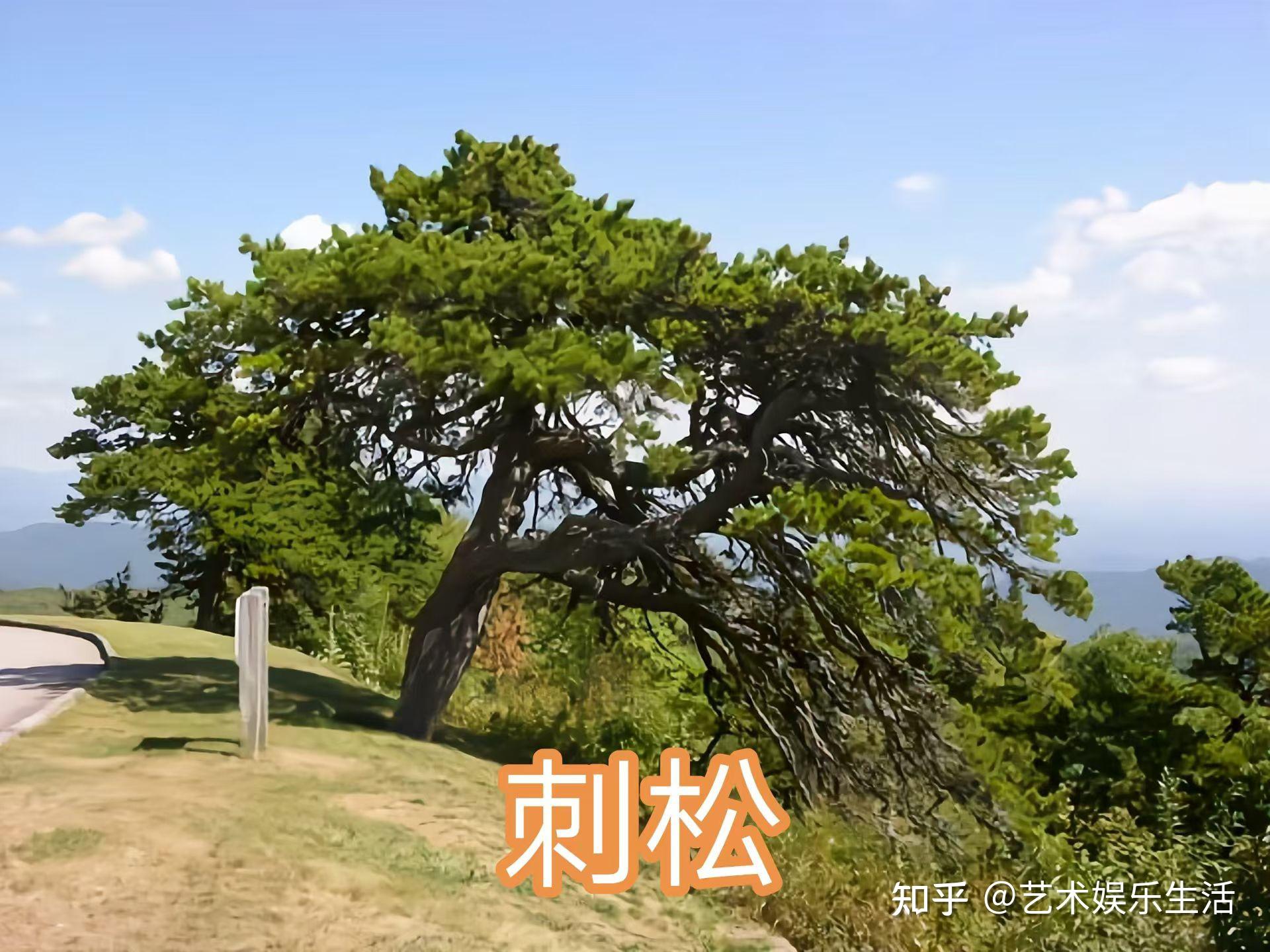 215种松科植物,最长寿的狐尾松已经活了4800岁 - 知乎