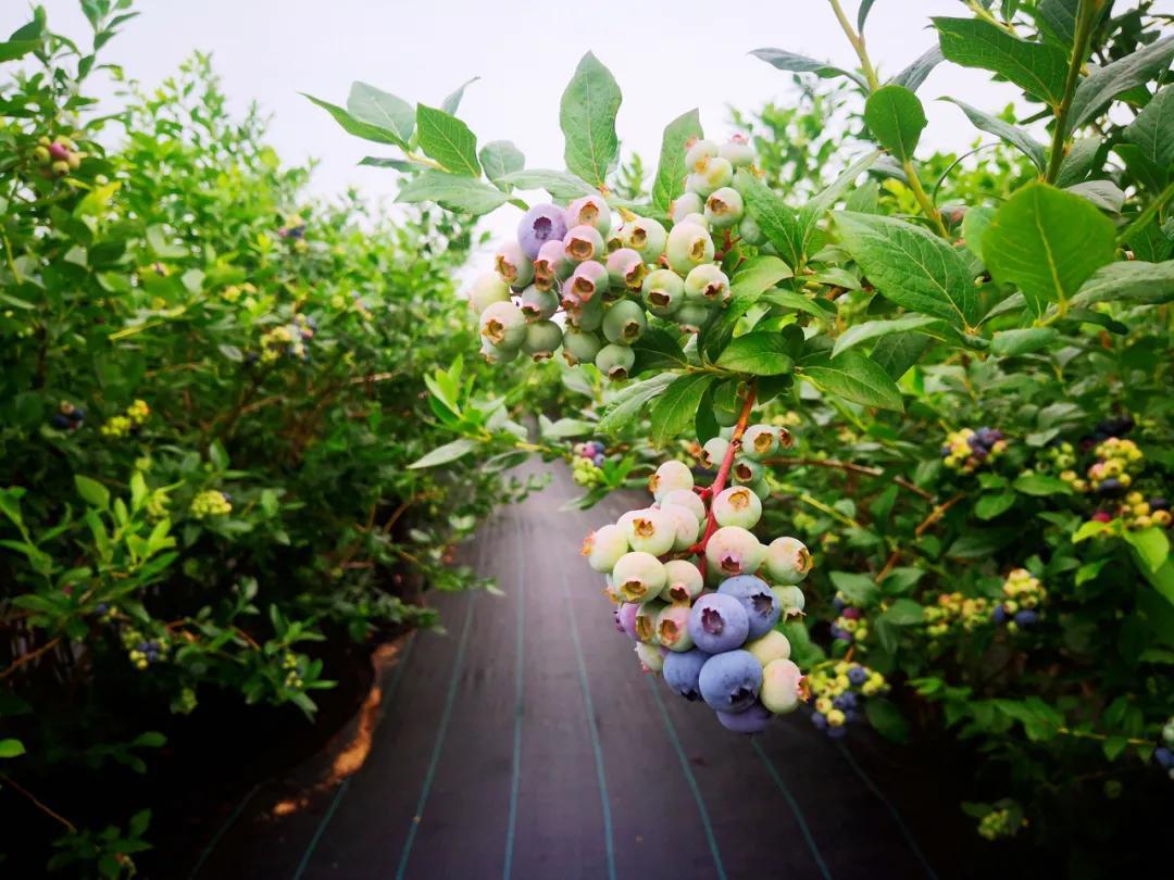 气候宜人昆嵛山南麓的京玺蓝莓庄园坐落于山东烟台"仙山之祖"2,自然