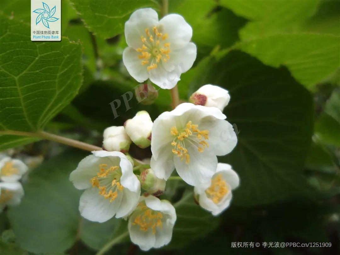 别样软枣子 - 知乎