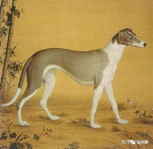 犬入丹青 古画中的狗 知乎