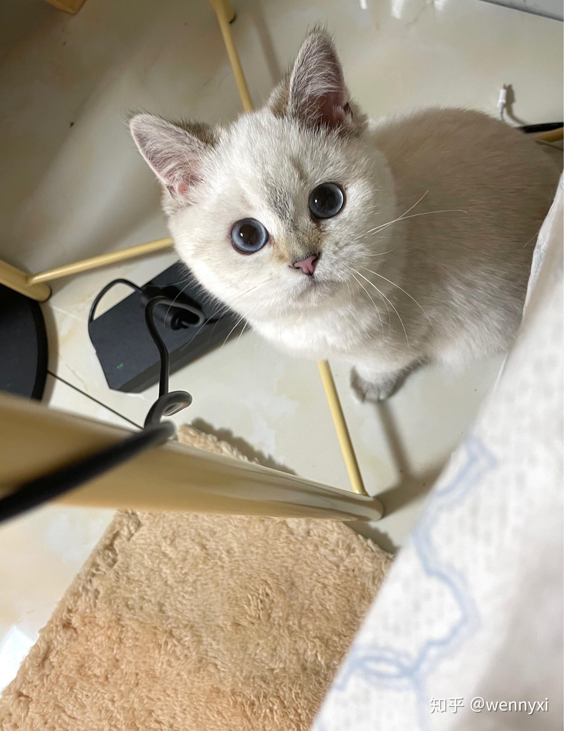 摸摸它～0活力小猫(持续更新小奶猫范糊糊成长日记)来更新啦,1月11日