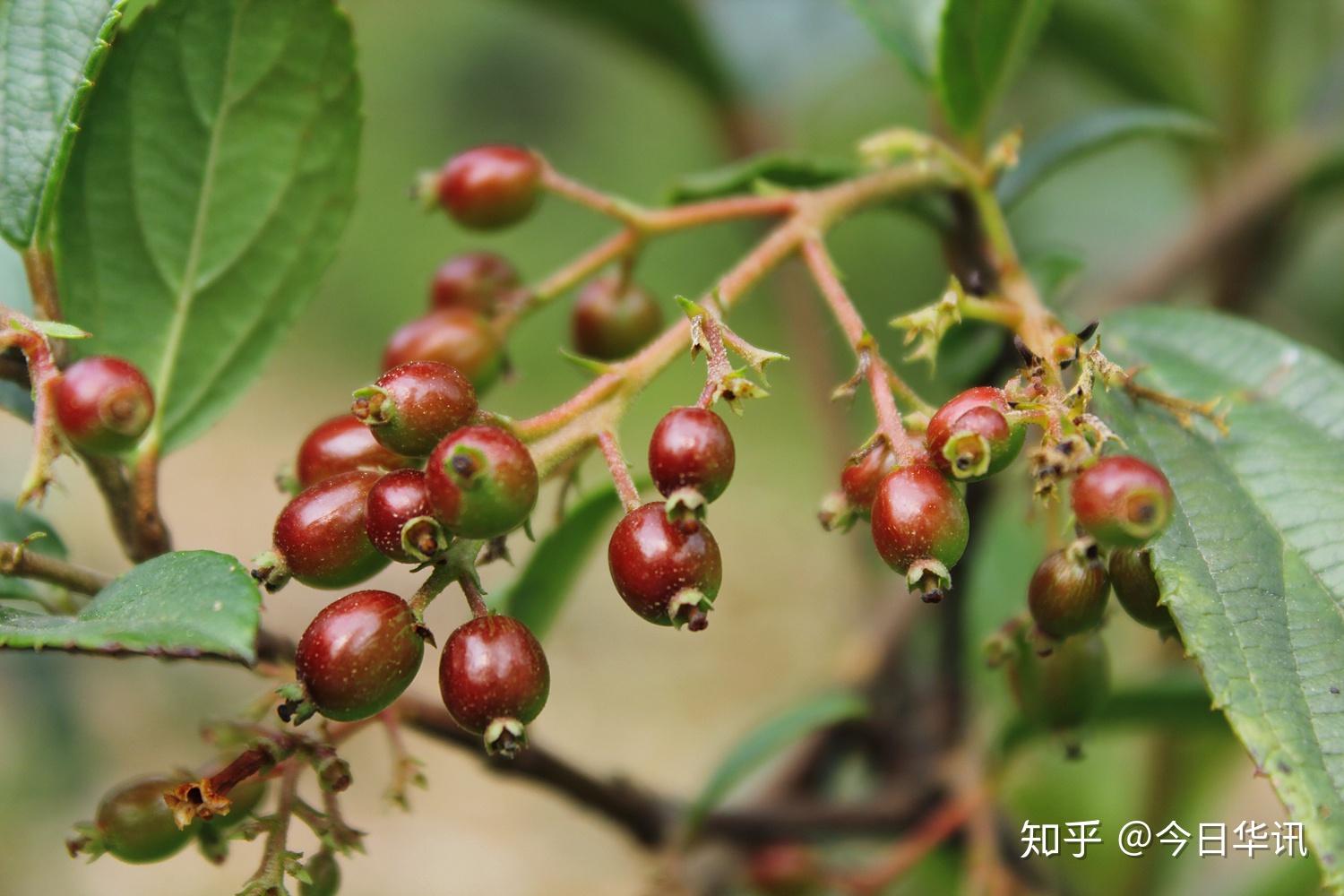 春天来了荚蒾花开了成都市植物园等你来赏花