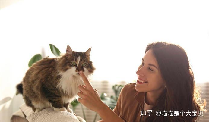 “养猫人”和“没养猫人”之间有啥区别?网友:很真实 - 知乎