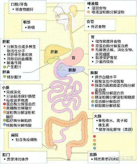 食物进入胃的过程图示图片