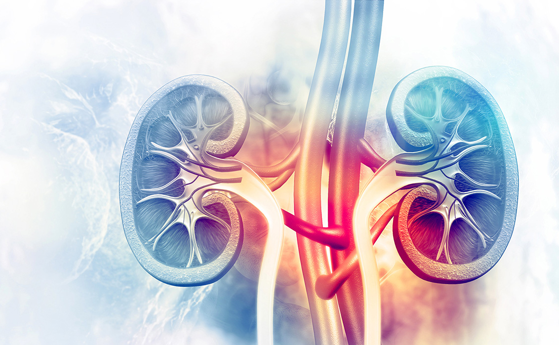 关注肾脏健康从预防到治疗陈舟医生带您科学认识肾脏病