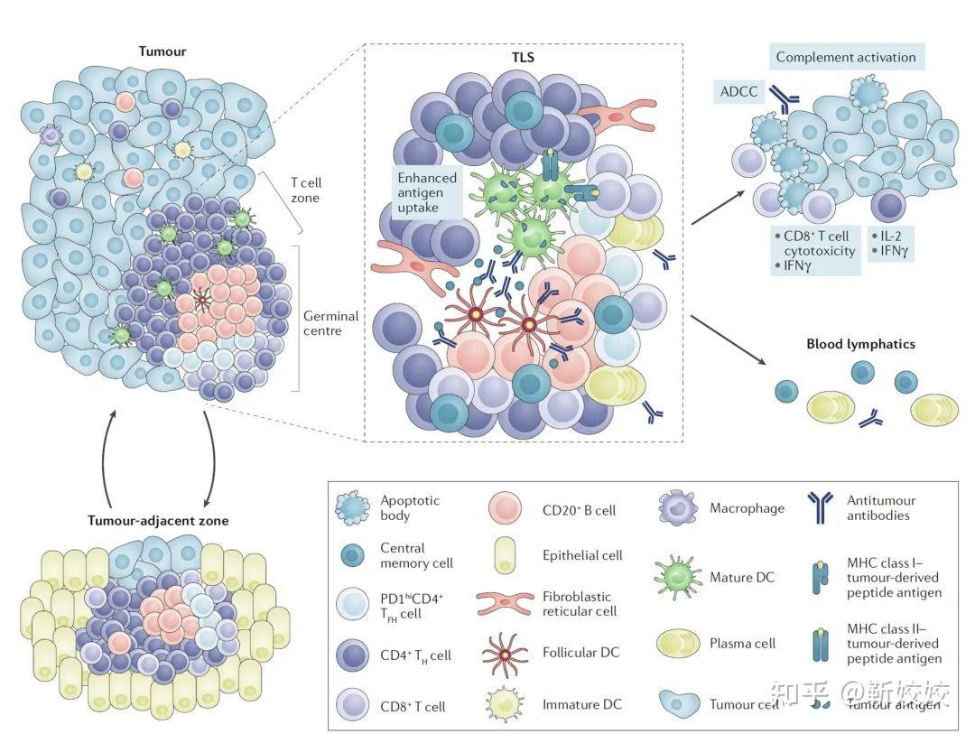 揭示三级淋巴结构，需要哪几个蛋白标志物？ - 知乎