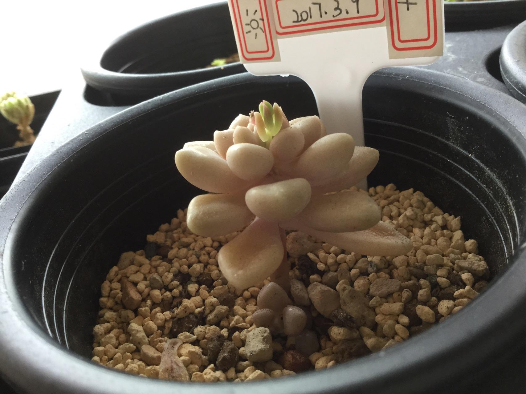 多肉服盆期第四天长出新芽是不是可以结束服盆