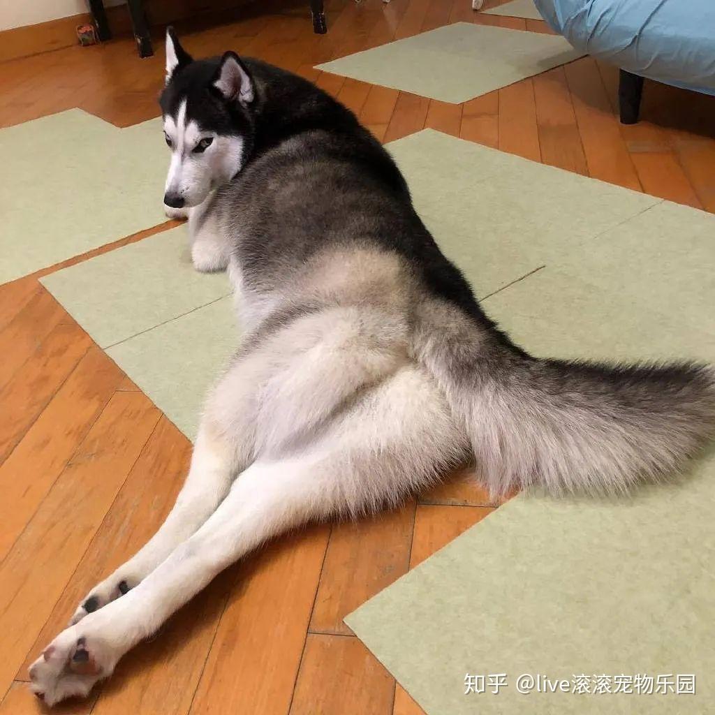 这只二哈因为太性感了在网上走红小哥哥网恋不