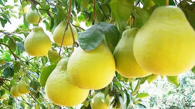 柚子有那么多产地，为何独宠梅州柚子？ - 知乎