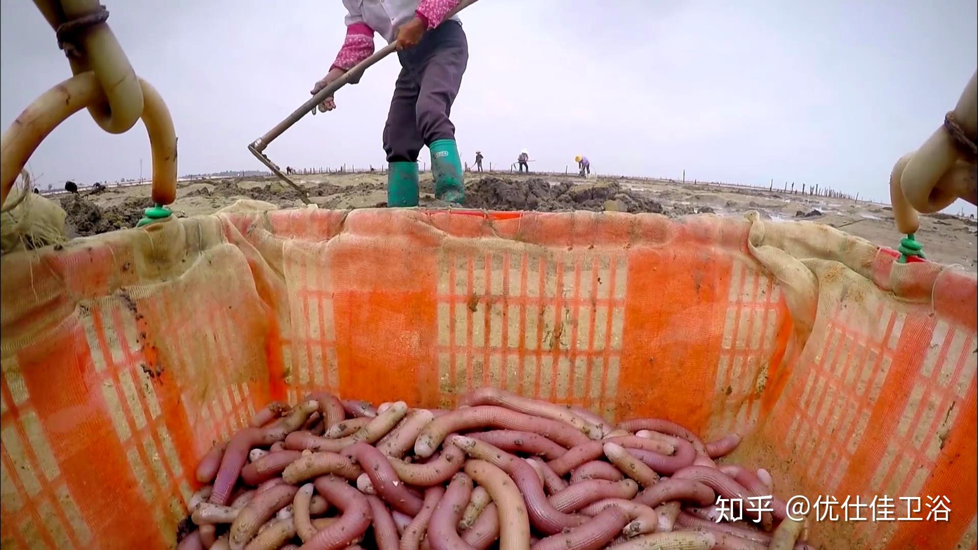 来自大海的海肠沙虫有多少人吃过呢猎奇的我们来看一下