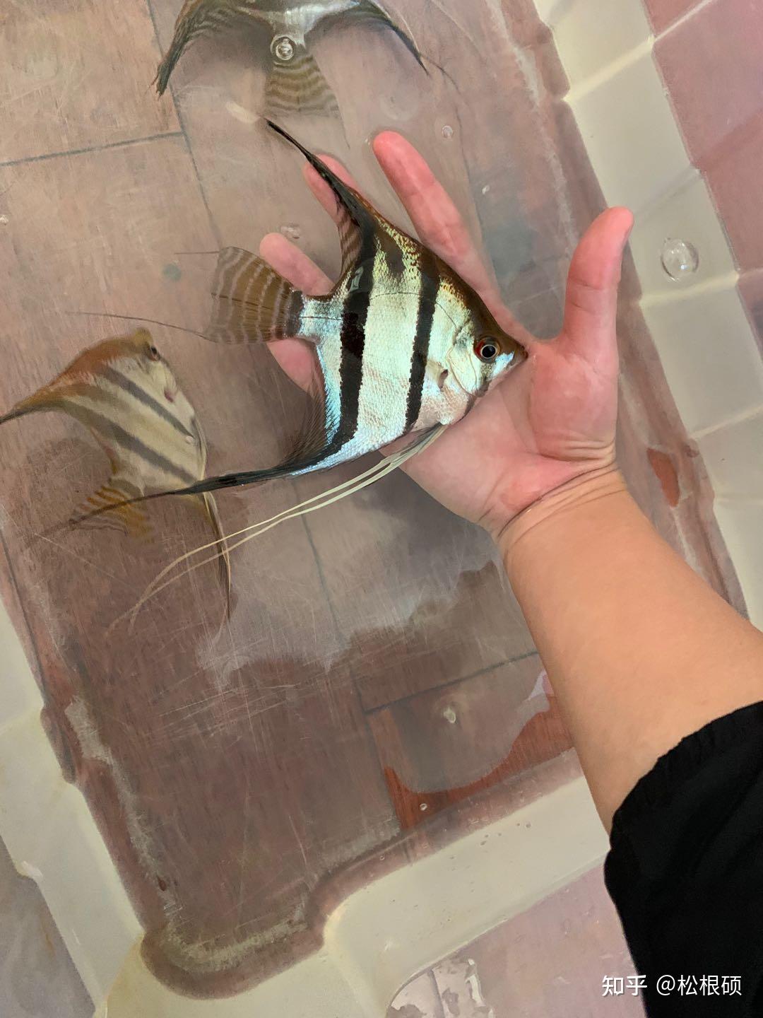 来自巴西的圣伊莎贝尔斯卡