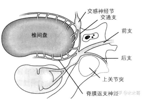 頸型疼痛可能是椎間盤和關節突關節在作怪 - 知乎