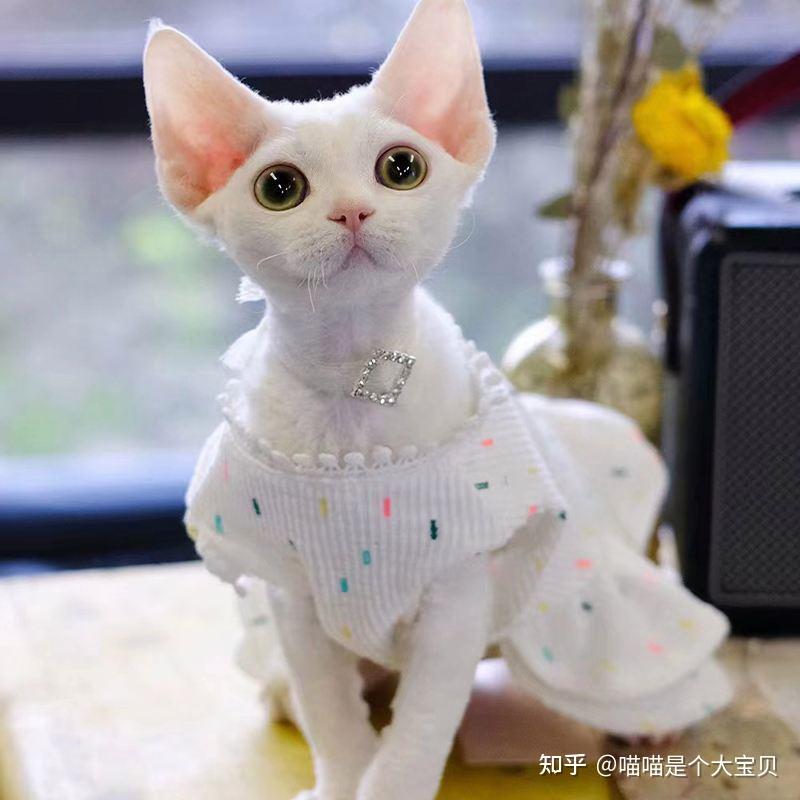 德文卷毛猫,比“布偶”还优秀,养了才知道香 - 知乎