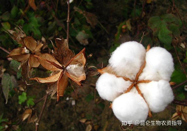 棉花死苗爛根用什麼藥防治棉花重茬根腐用什麼藥好棉花根腐病用根小子