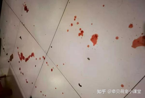 1例狗狗急性胰腺炎的中西医诊疗治愈过程分享 知乎