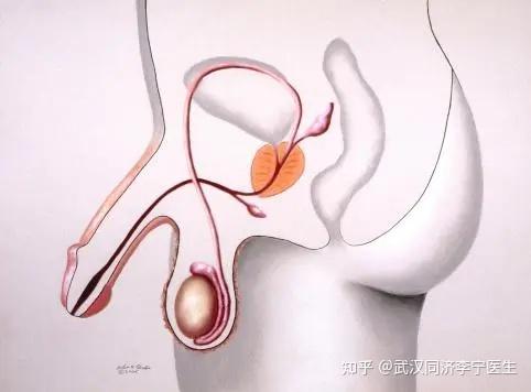 阴囊空虚不一定是隐睾症检查后发现是回缩性睾丸