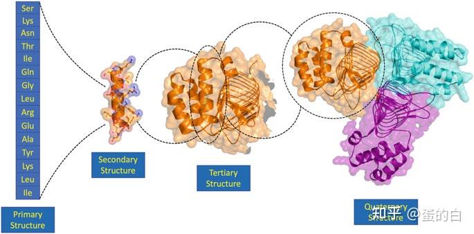 从头开始学习蛋白质疗法 Protein-based Therapeutics-蛋白质结构 - 知乎