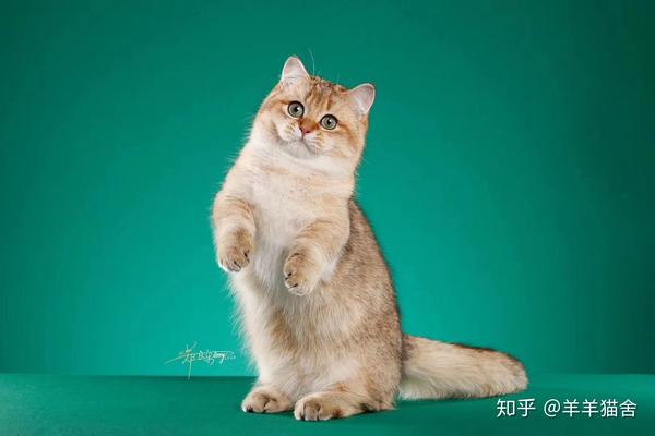金点矮脚猫的由来