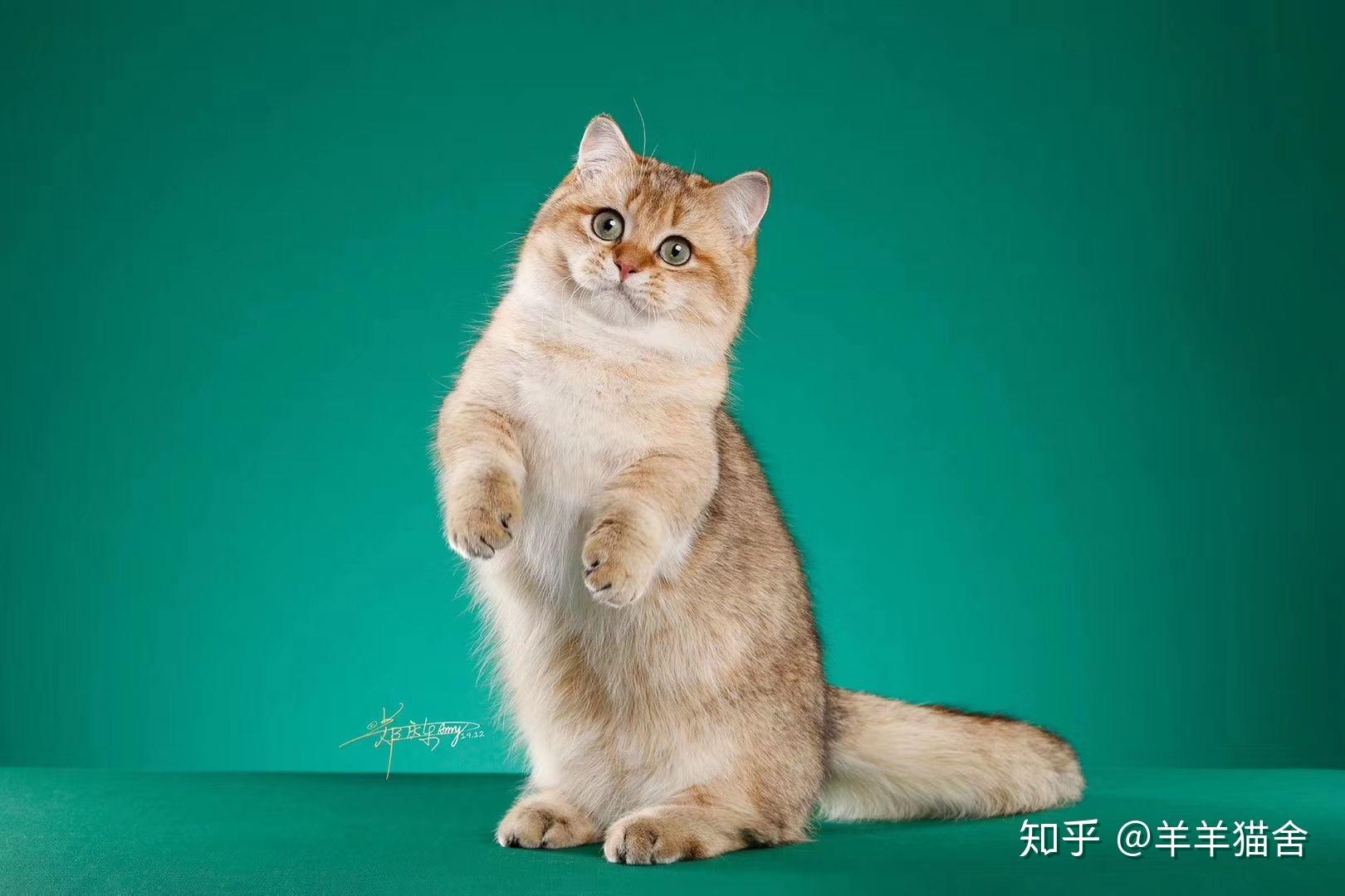 金点矮脚猫的由来