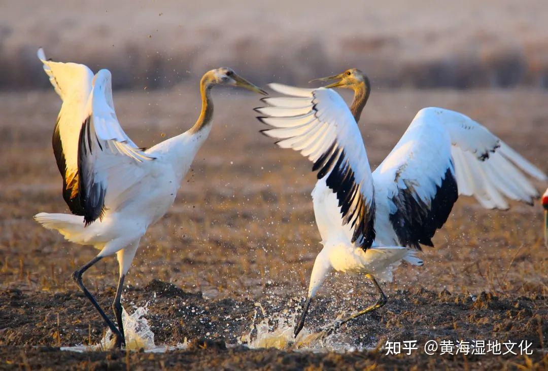 愛鳥護鳥我們在日常生活中可以做些什麼呢