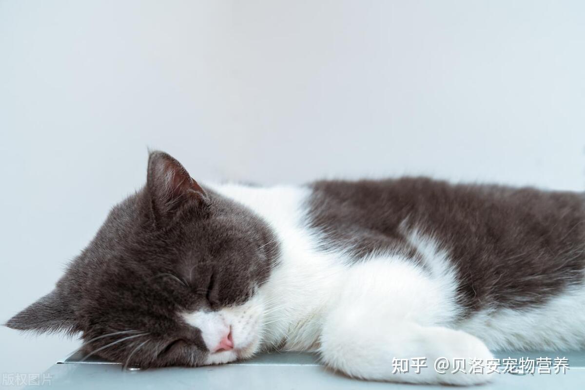 一天睡18个小时，猫咪为何睡觉时间这么长？ - 知乎