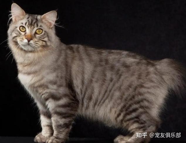 72种猫咪品种大全图片及介绍 | - 知乎