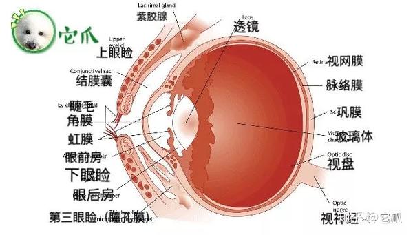 它爪 天 宠物眼部疾病这么多种类 知乎