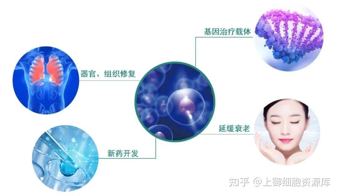 干细胞回输技术：重塑生命健康的未来