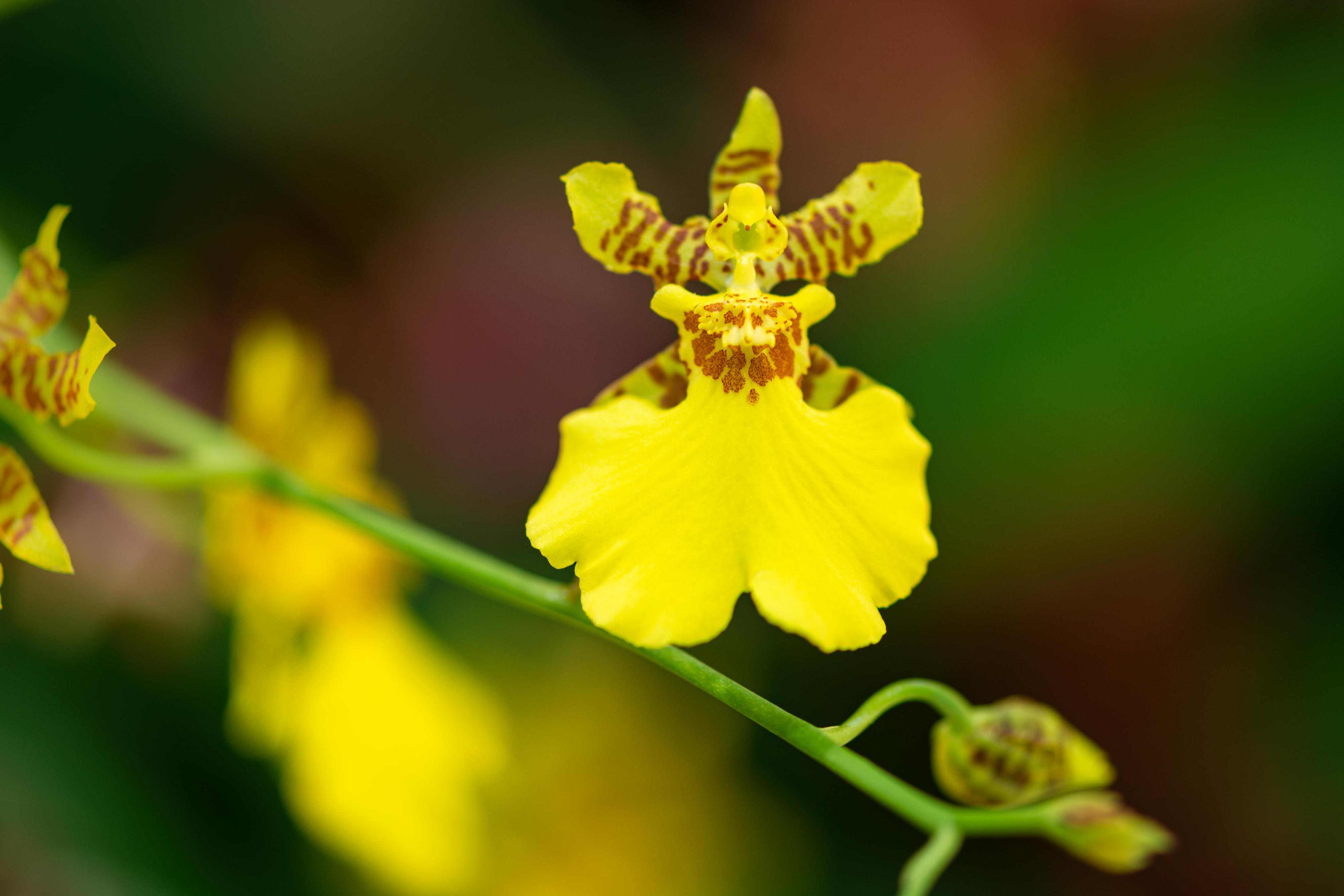 植物园之行第十二季文心兰